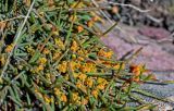 genus Ephedra. Побеги с микростробилами. Киргизия, Ошская обл., Памир, Заалайский хр., гребень пика Петровского, ≈ 4000 м н.у.м., каменистый склон. 05.07.2022.