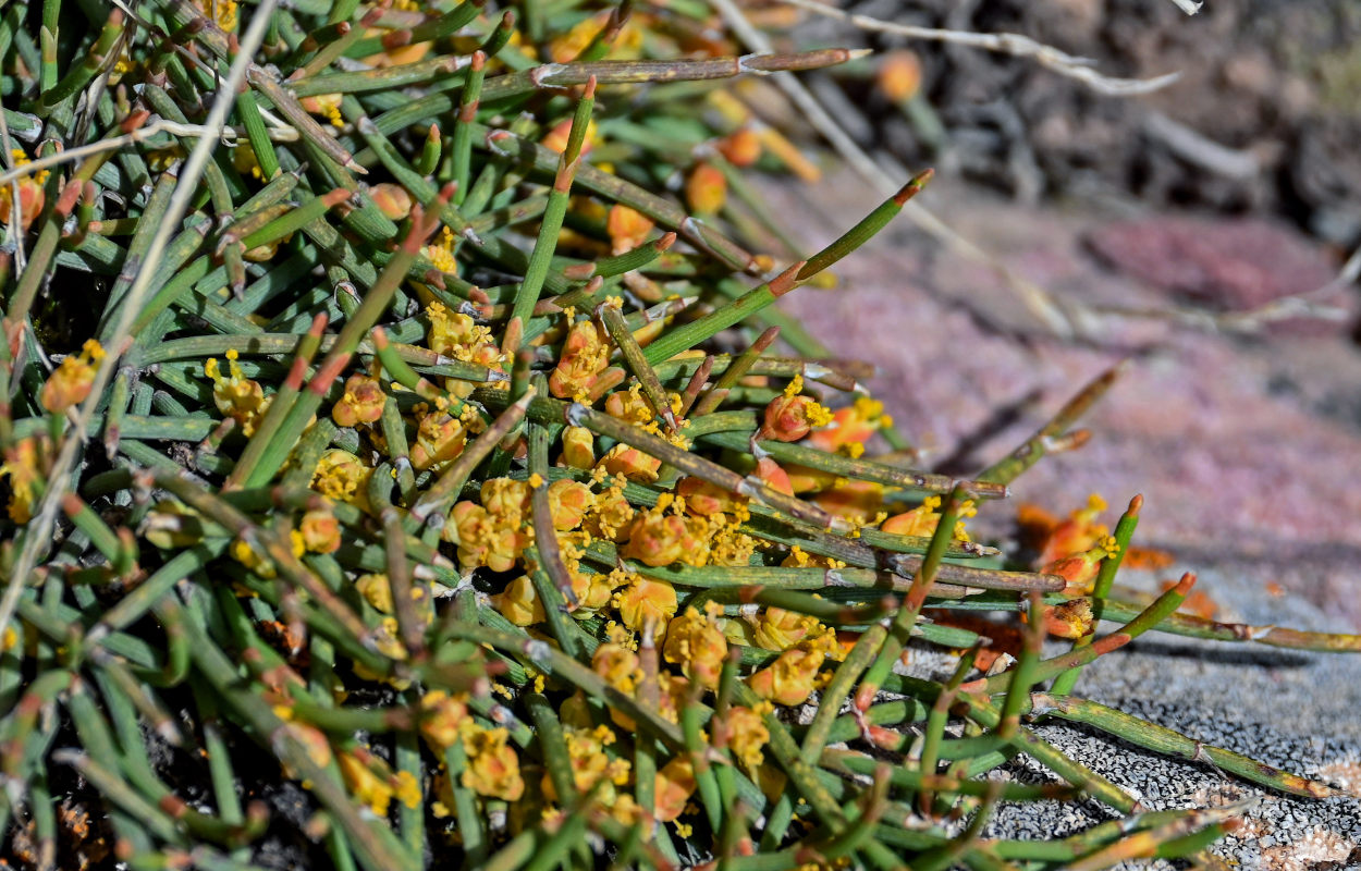 Изображение особи род Ephedra.