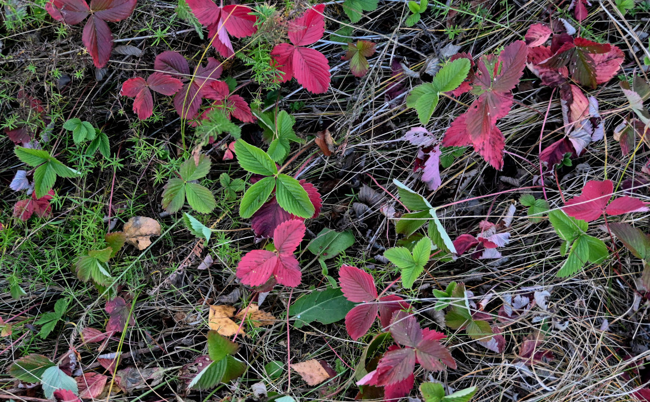 Image of Fragaria vesca specimen.