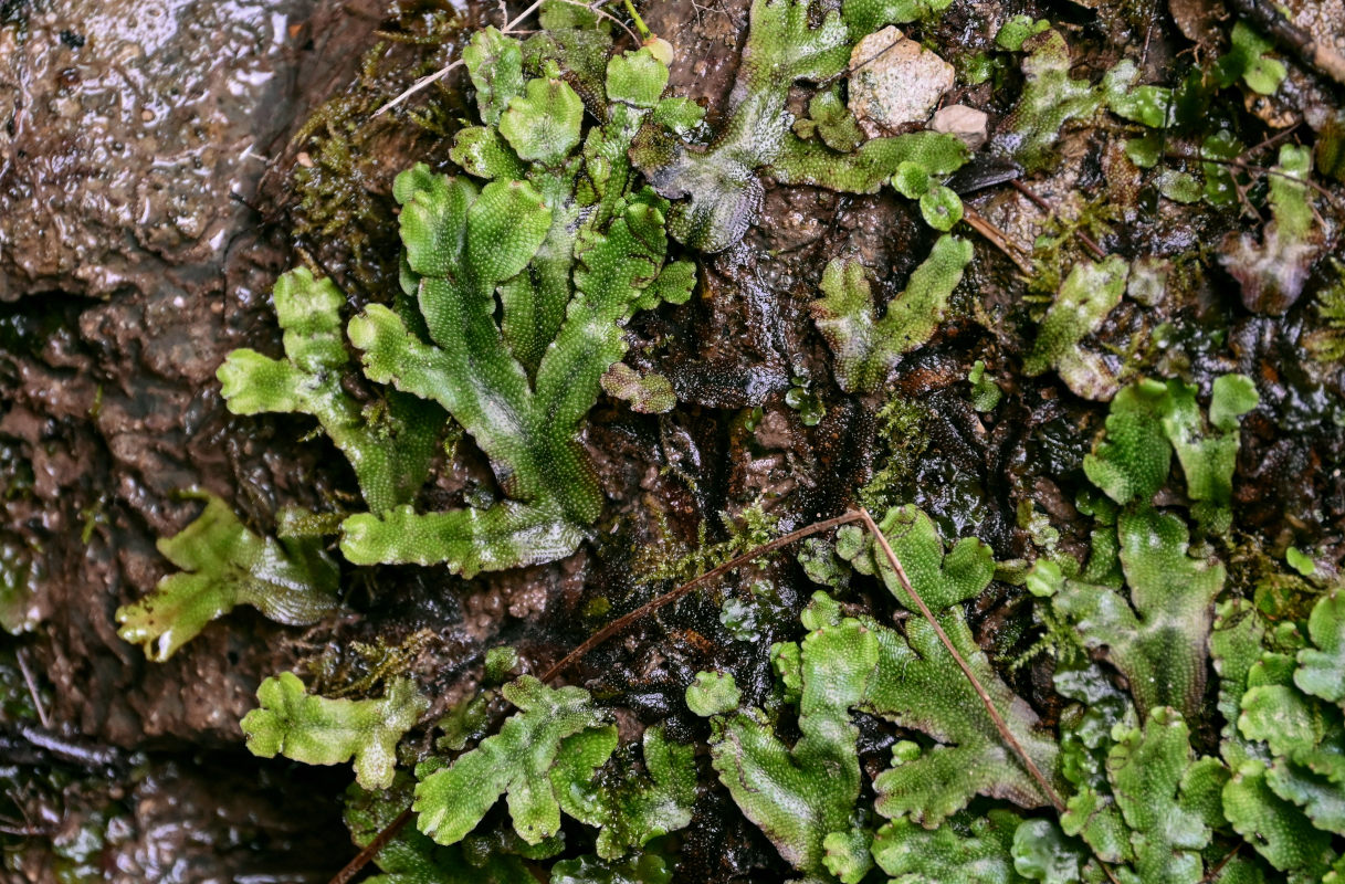 Image of Conocephalum conicum specimen.