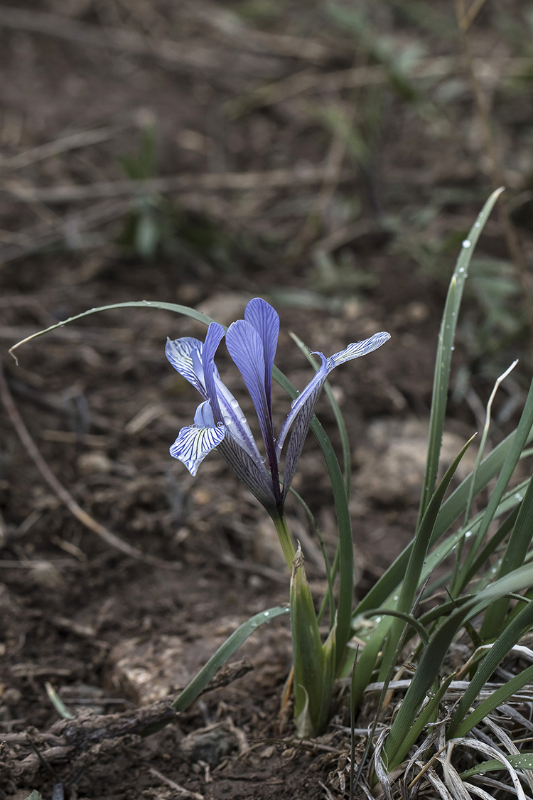 Изображение особи Iris loczyi.