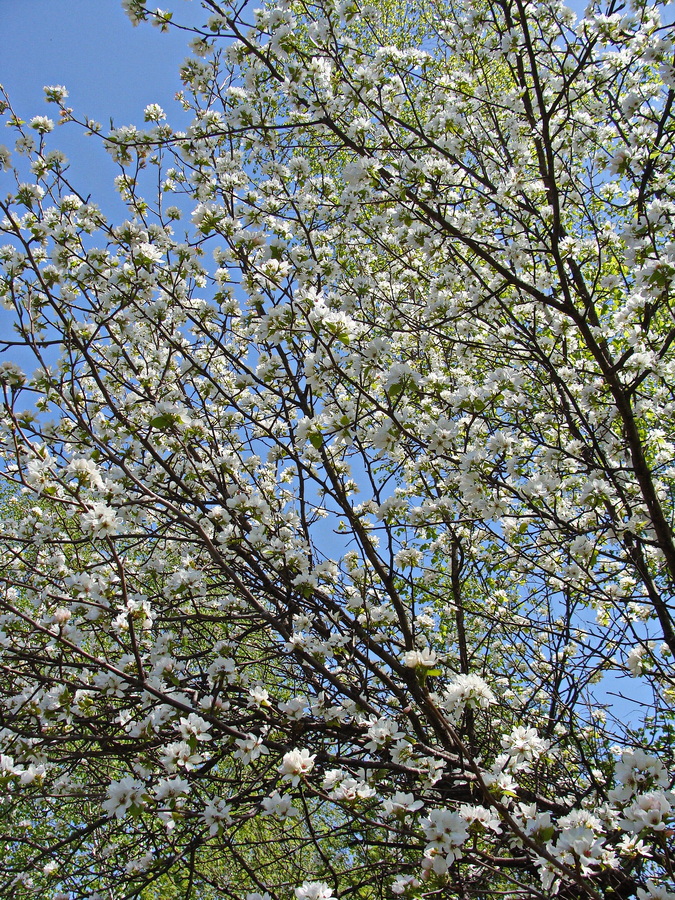 Изображение особи Pyrus ussuriensis.