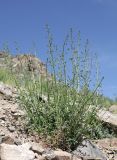 Scrophularia incisa. Цветущее растение. Казахстан, Жетысуская обл., нац. парк \"Алтын-Эмель\", ур. Шылбыр, частично закустаренный каменисто-щебнистый склон горной балки. 5 мая 2024 г.