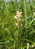 Orobanche owerinii