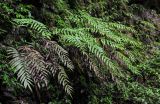 Thelypteris truncata
