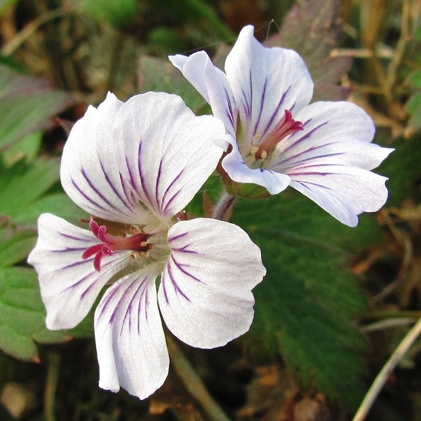 Изображение особи Geranium krylovii.