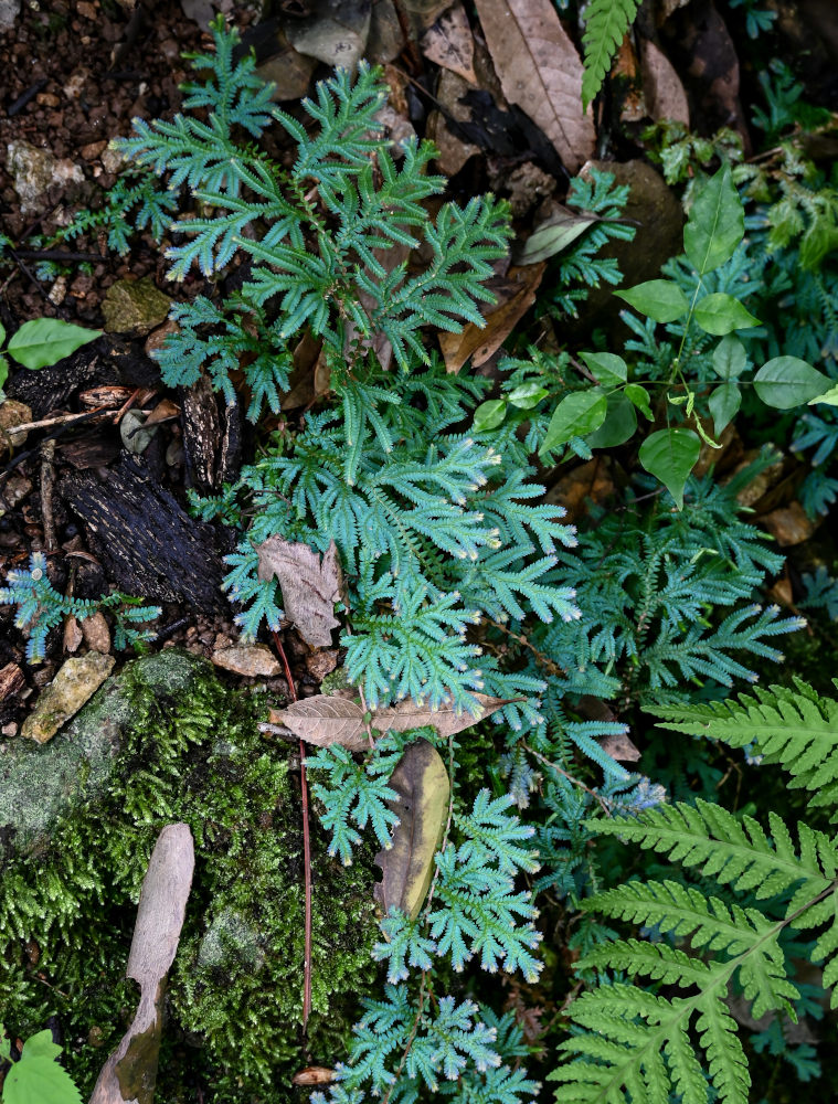 Image of Selaginella willdenowii specimen.