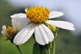 Bidens alba
