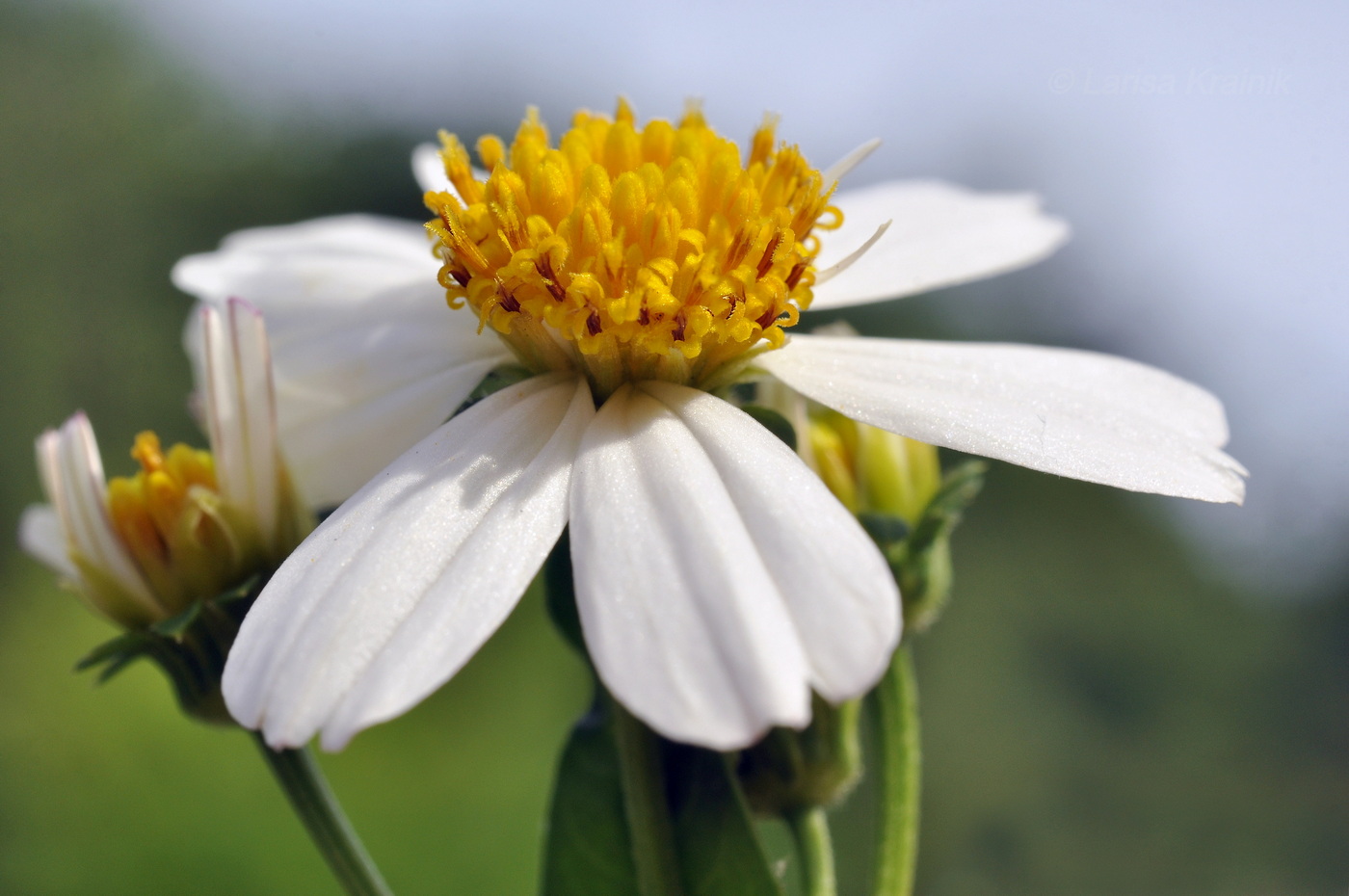 Image of Bidens alba specimen.
