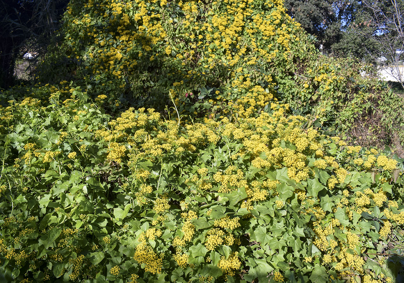 Изображение особи Delairea odorata.