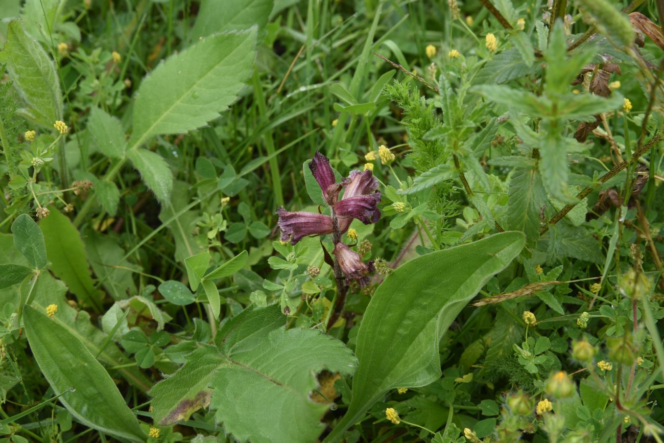 Image of Orobanche owerinii specimen.