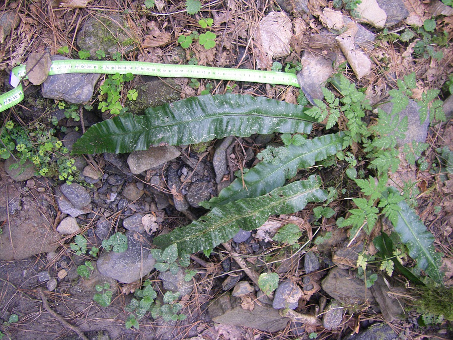 Изображение особи Phyllitis scolopendrium.