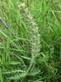 Pedicularis olgae