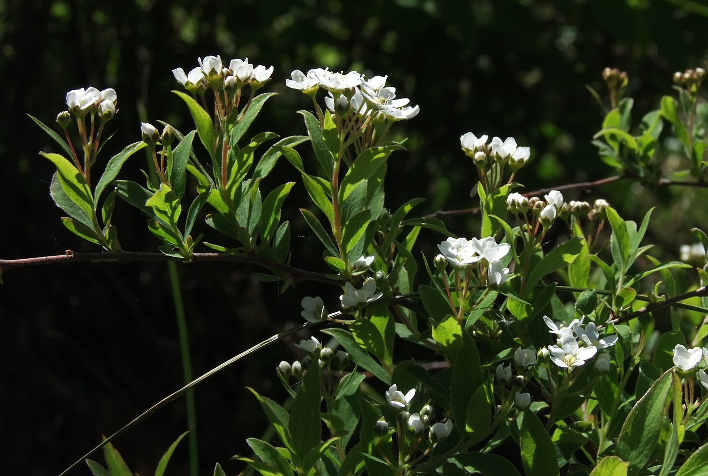 Image of Spiraea × cinerea specimen.