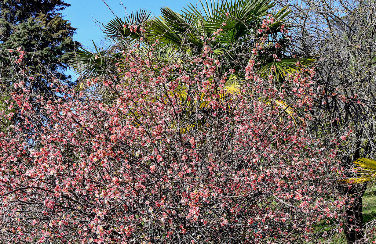 Image of Chaenomeles cathayensis specimen.