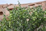 Zygophyllum gontscharovii. Верхушка плодоносящего растения. Таджикистан, Хатлонская обл., Кабодиёнский р-н, хр. Аруктау, окр. пер. Дандан-Чикан, пестроцветы. 15 апреля 2025 г.