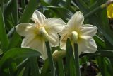 Narcissus × incomparabilis