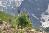 Aconitum cymbulatum. Цветущее растение с Oberna behen на переднем плане. Карачаево-Черкесия, Домбай, гора Мусса-Ачитара, 2500 м н.у.м., на каменистом склоне. 07.07.2015.