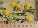 Vachellia karroo
