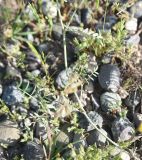 род Astragalus