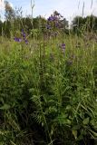 Polemonium caeruleum