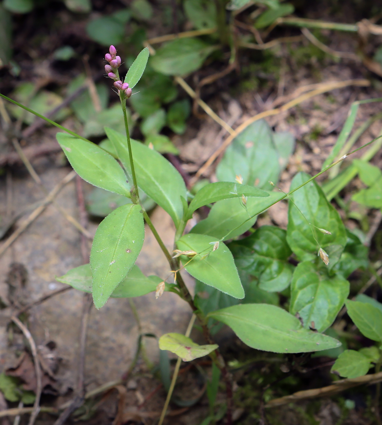 Изображение особи Persicaria longiseta.