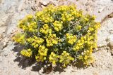 Смотреть изображение Arnebia tibetana