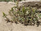 Amaranthus retroflexus
