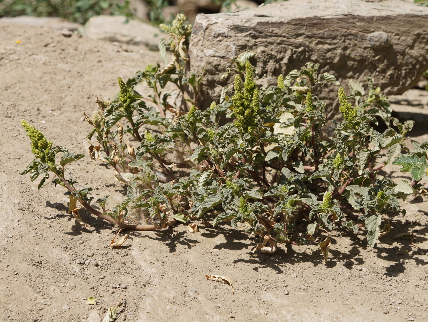 Изображение особи Amaranthus retroflexus.