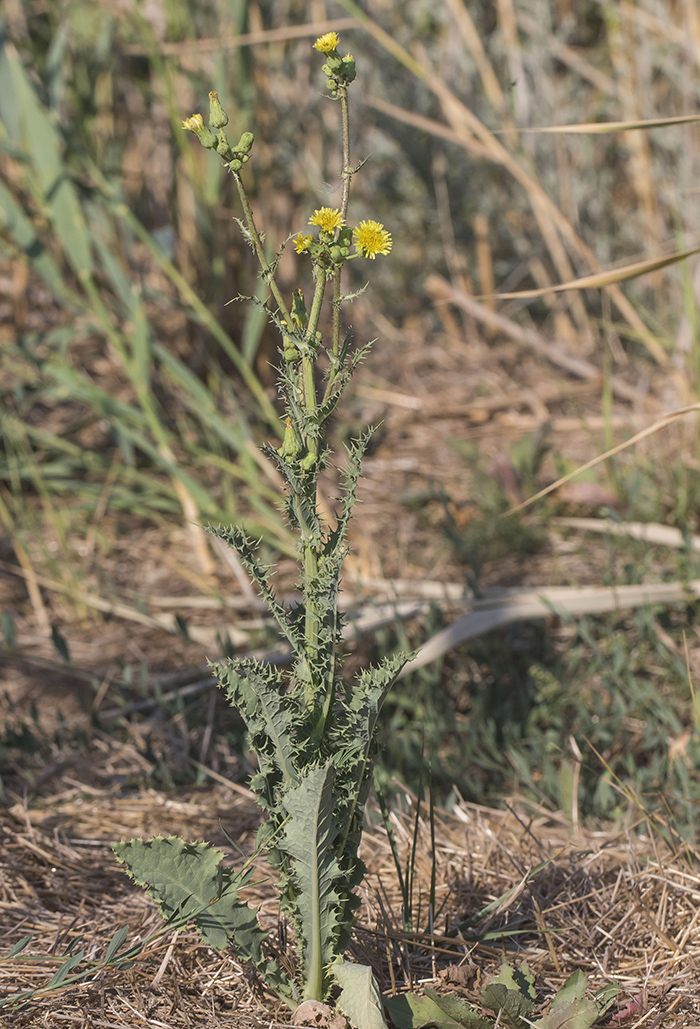 Изображение особи Sonchus asper.