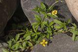 род Potentilla