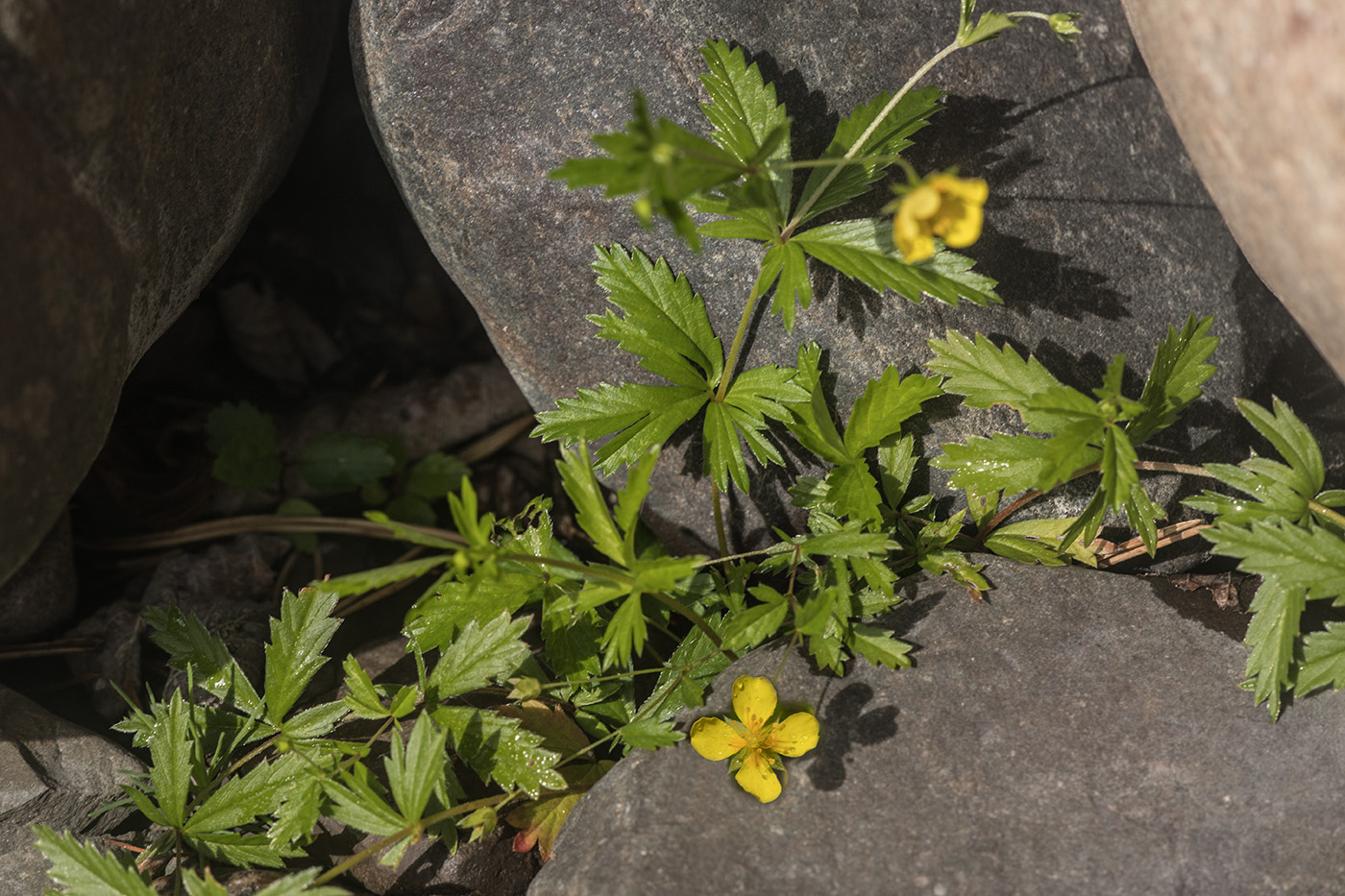 Изображение особи род Potentilla.