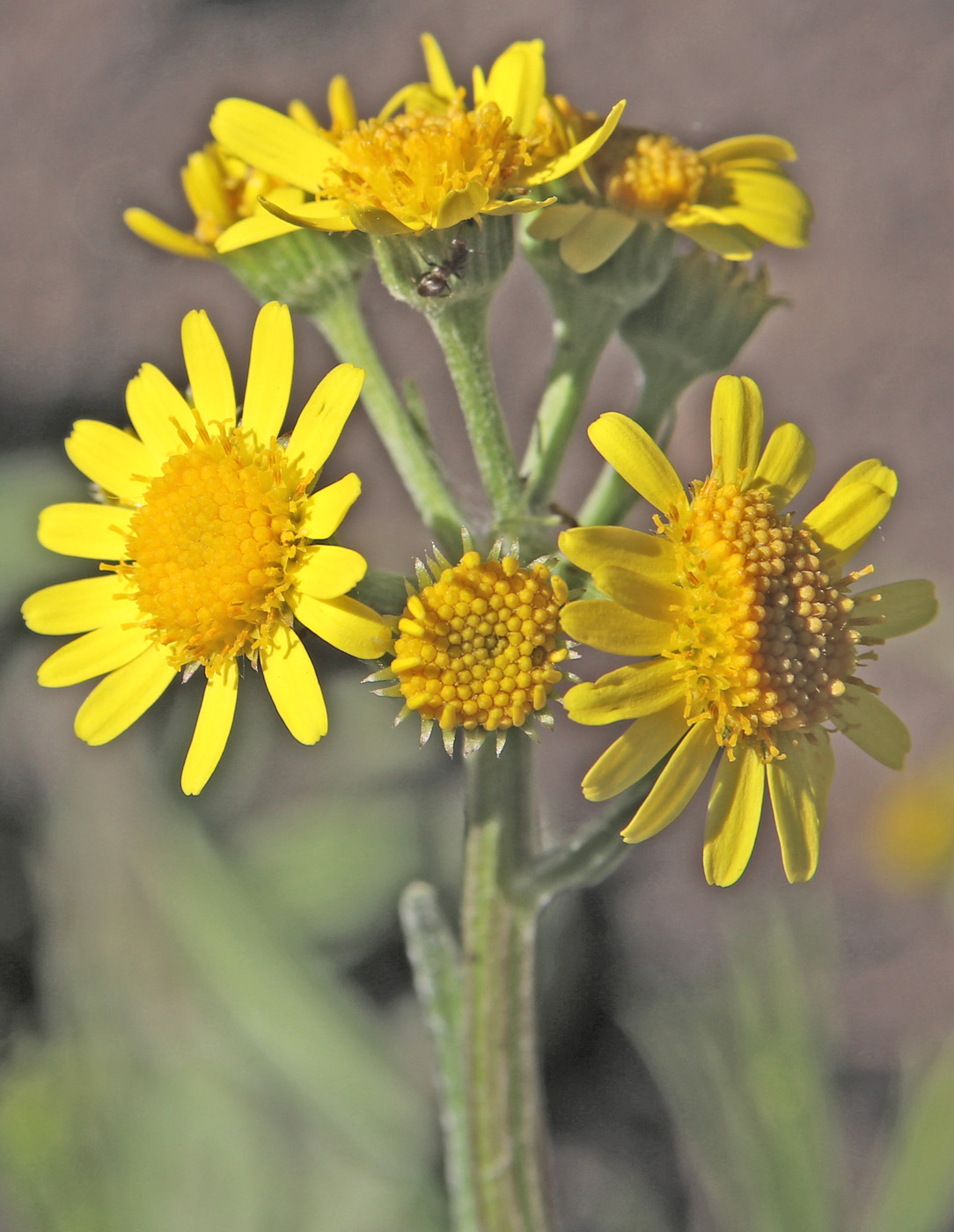 Image of Tephroseris integrifolia specimen.