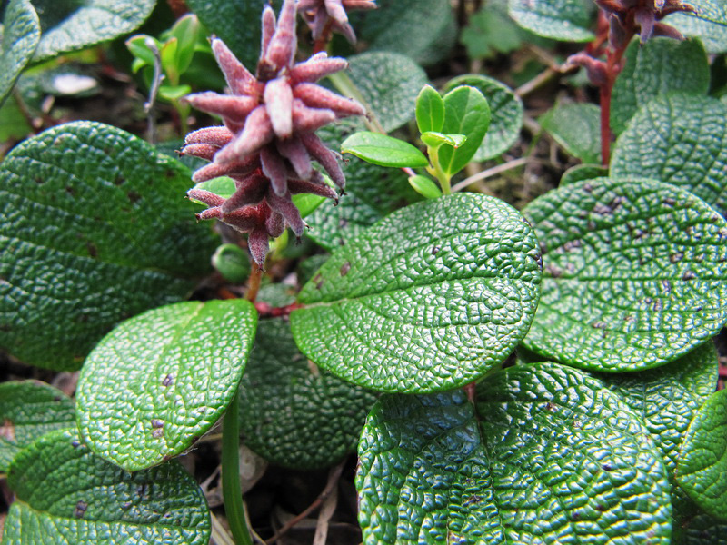 Image of Salix reticulata specimen.