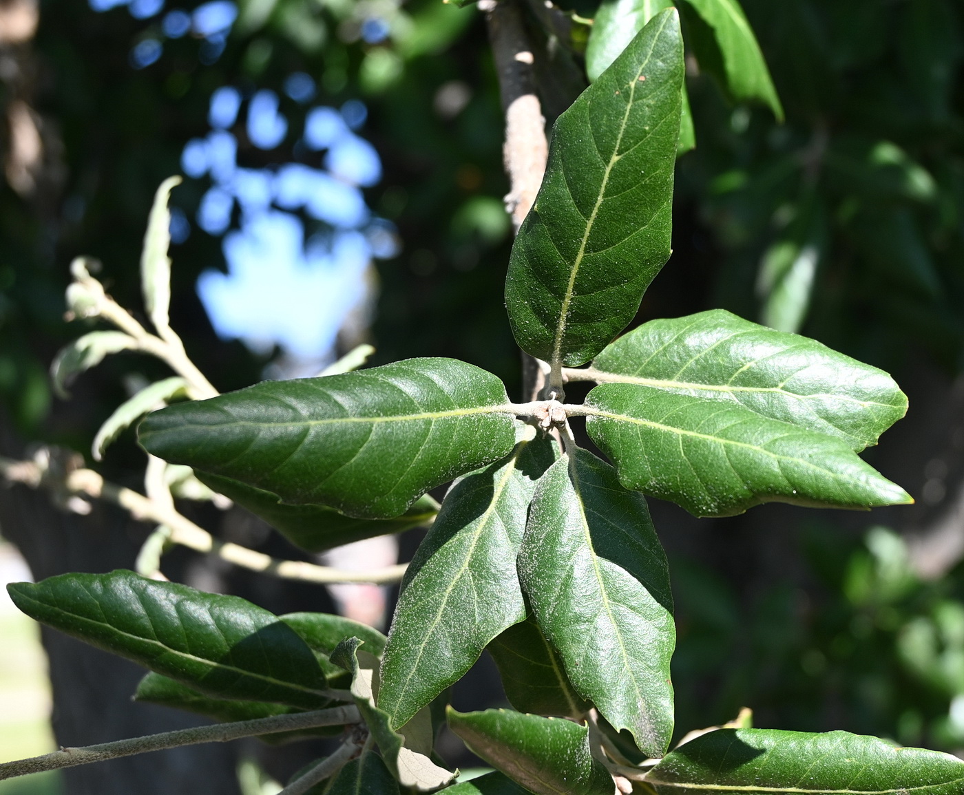 Изображение особи Quercus ilex.