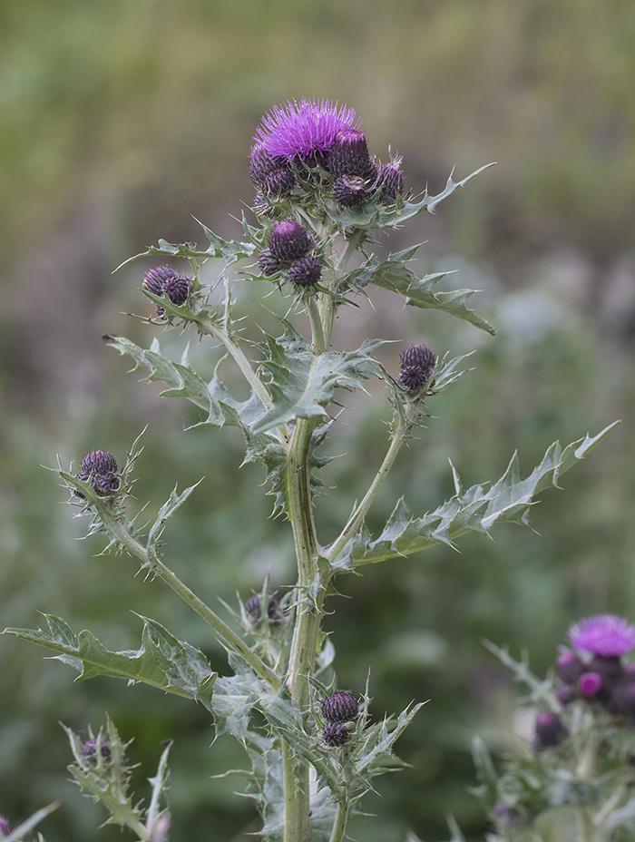 Image of Cirsium uliginosum specimen.