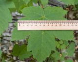 Acer pseudoplatanus. Лист. Краснодарский край, Туапсинский р-н, окр. хут. Полковничий, щель Полковничья, широколиственный лес, в расщелине скалы. 16.07.2018.