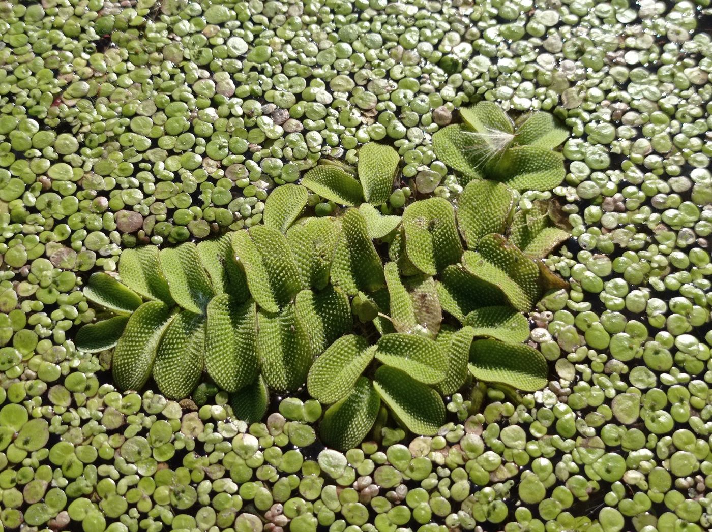 Изображение особи Salvinia natans.
