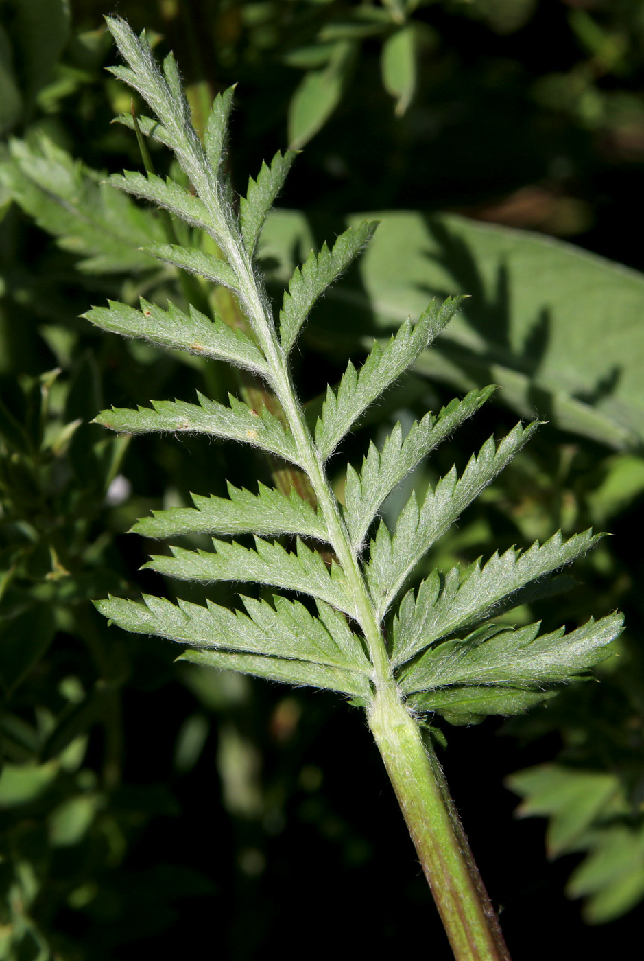 Изображение особи Pyrethrum corymbosum.
