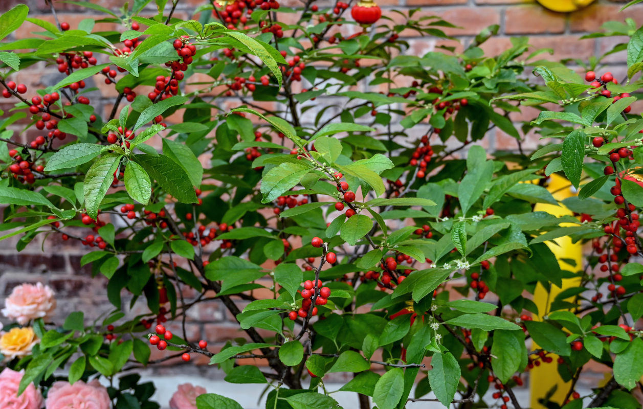 Image of Ilex verticillata specimen.