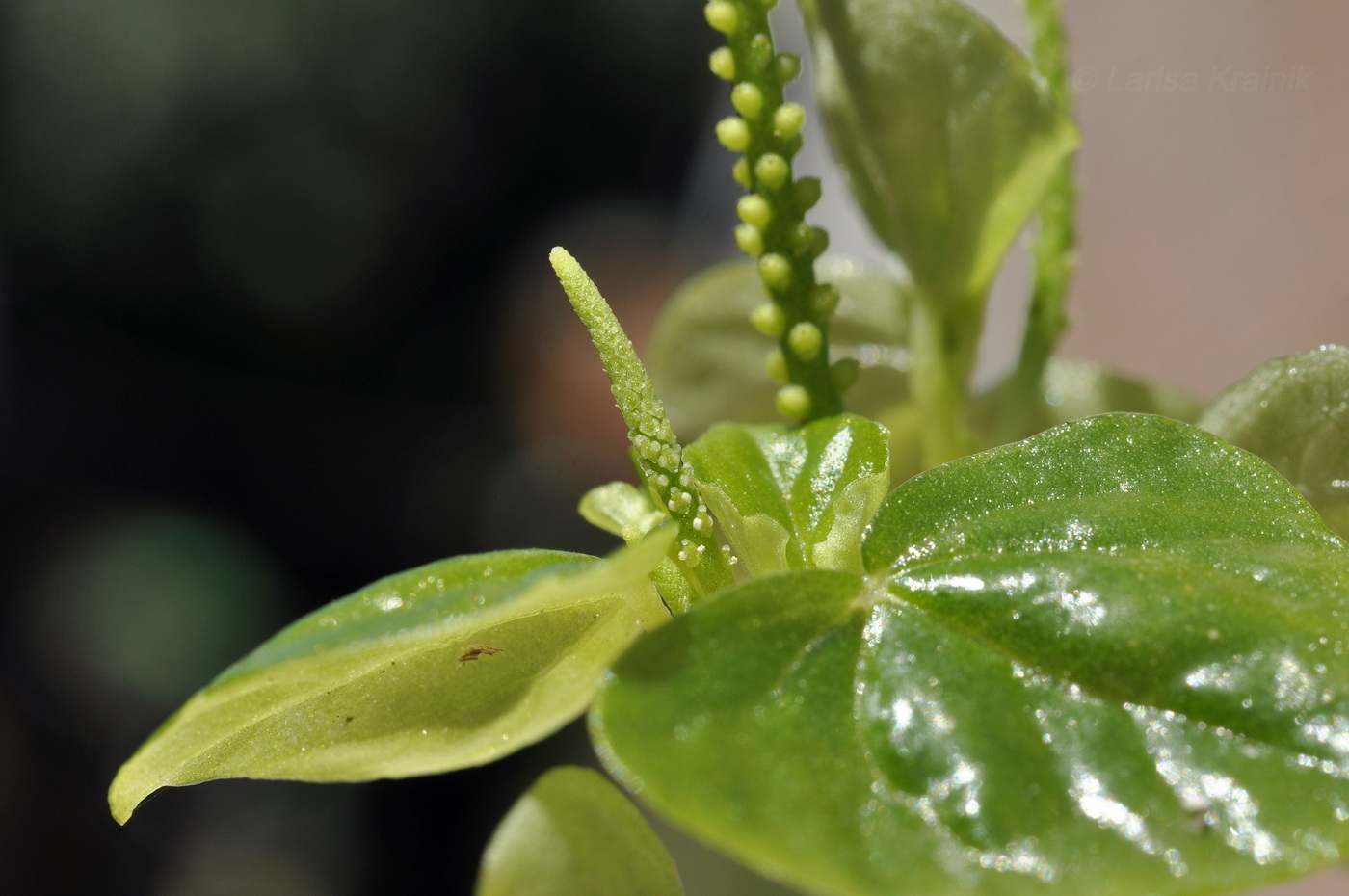 Image of Peperomia pellucida specimen.