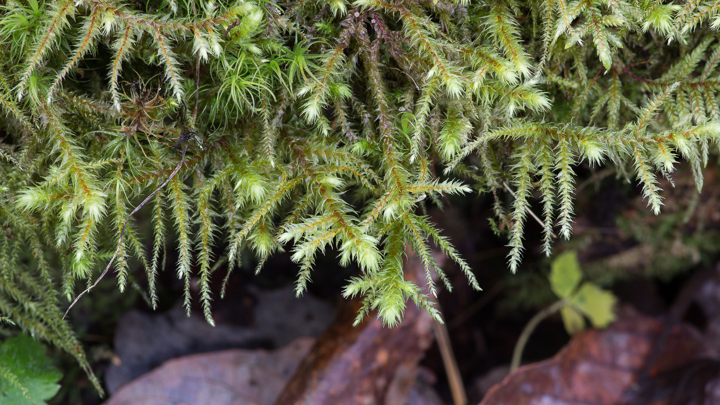 Image of Rhytidiadelphus squarrosus specimen.