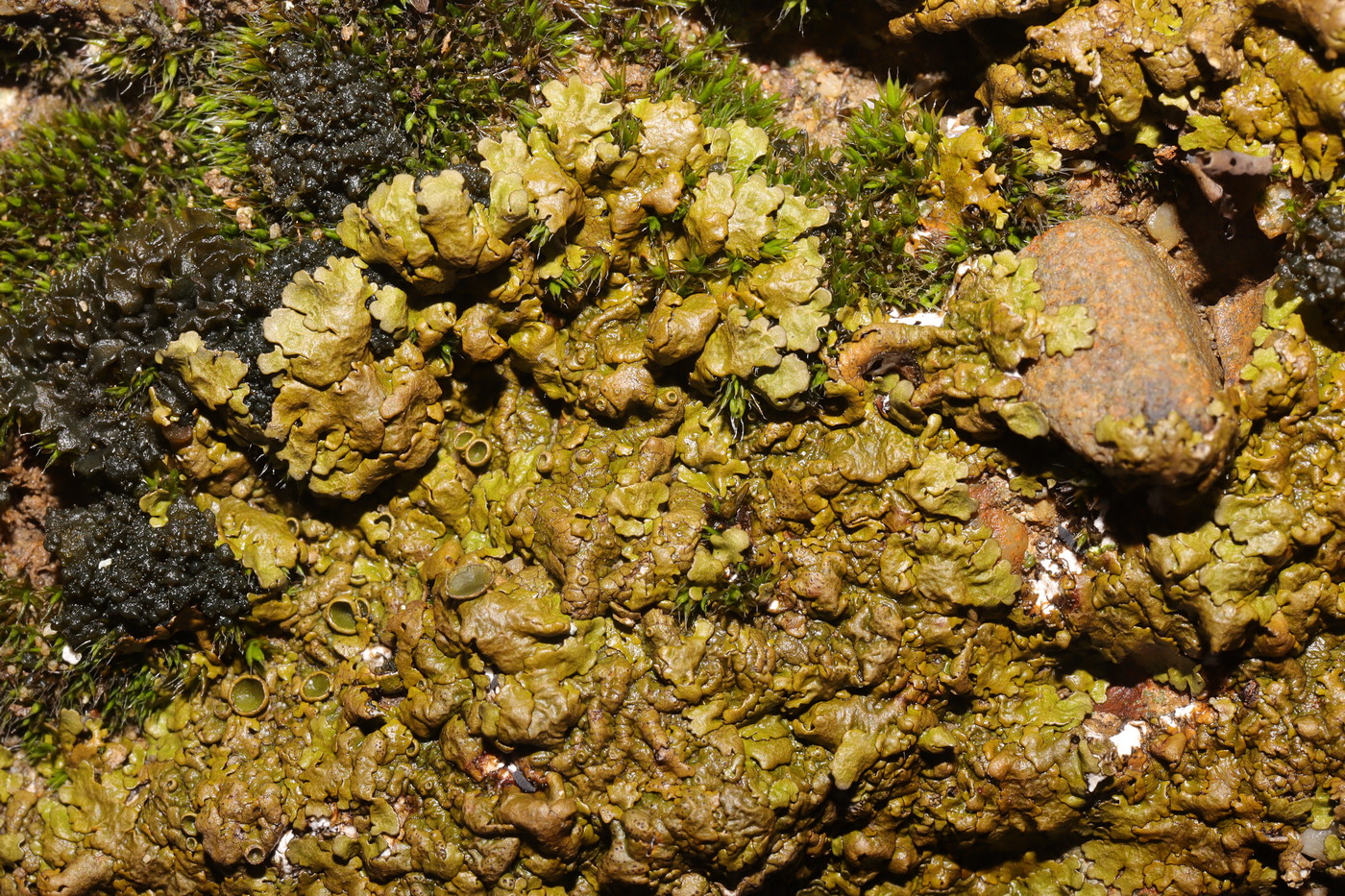 Image of Neofuscelia pulla specimen.