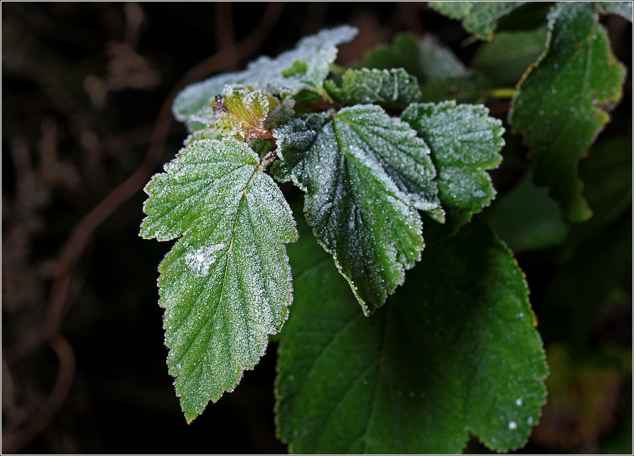 Image of Unknown species specimen.