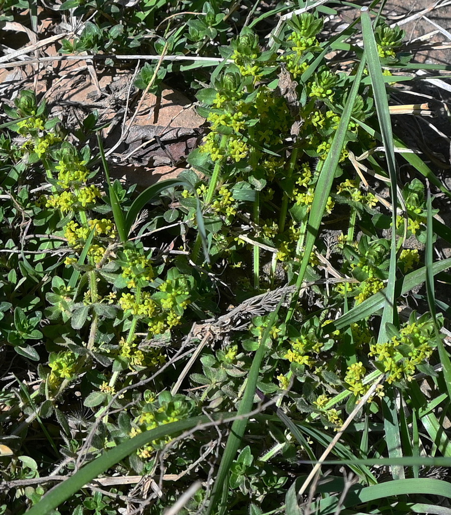 Изображение особи Cruciata glabra.