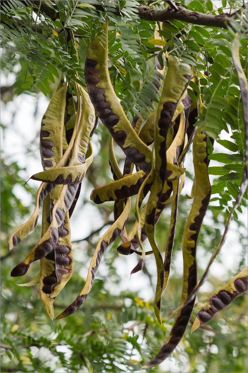 Изображение особи Gleditsia triacanthos.