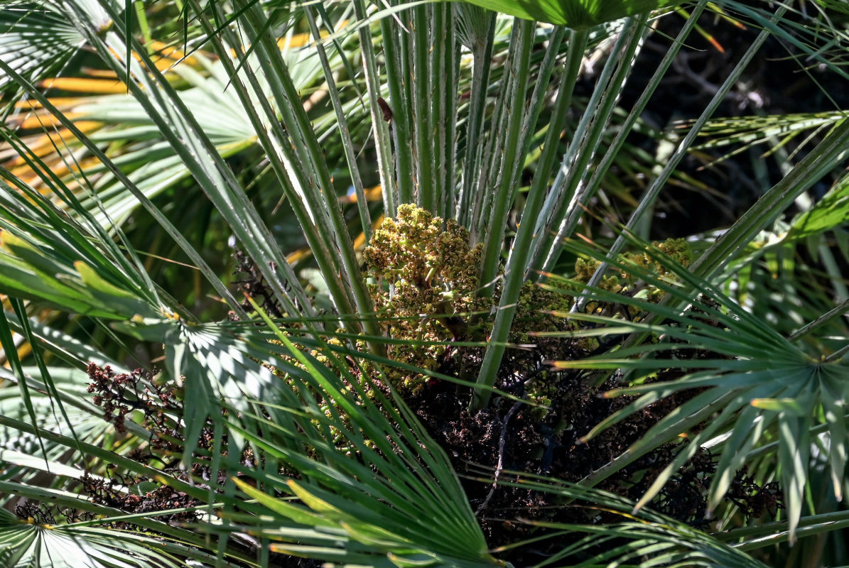 Image of Chamaerops humilis specimen.