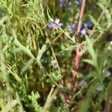 Papaver macrostomum. Часть побега. Турция, ил Карс, окр. Ани, овраг Хачидзор. 28 мая 2025 г.