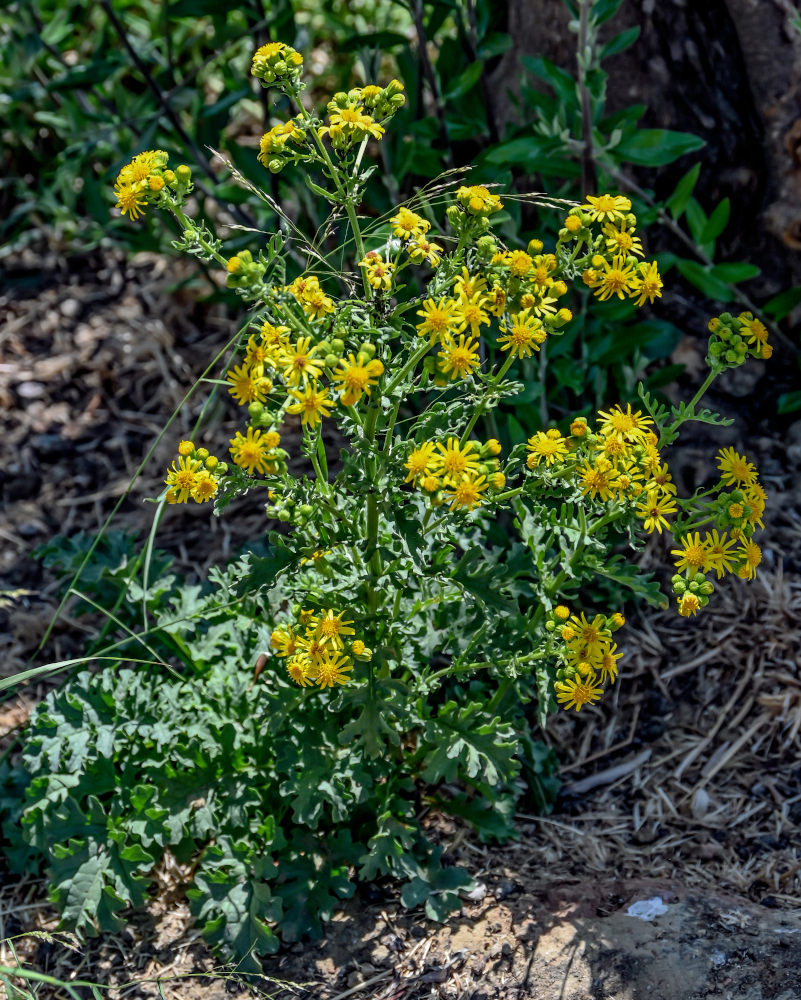 Изображение особи род Senecio.