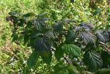Rubus idaeus. Верхушка побега цветущего и плодоносящего растения. Московская обл., Подольский р-н, с/о Лаговский, дер. Матвеевское, садовый участок. 06.09.2025.